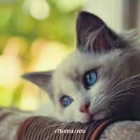 Avatar de Liễu Thùy My